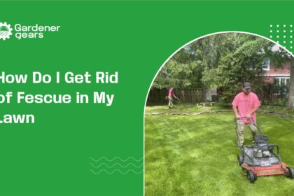 How-Do-I-Get-Rid-of-Fescue-in-My-Lawn