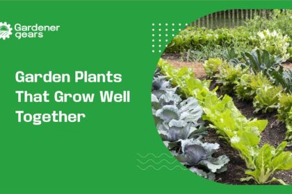 garden plants that grow well together