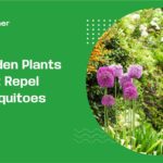 garden plants that repel mosquitoes