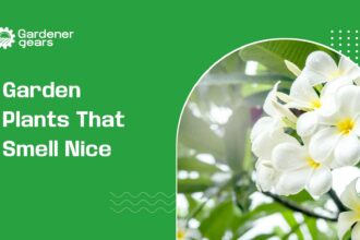 garden plants that smell nice