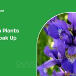 garden plants that soak up water