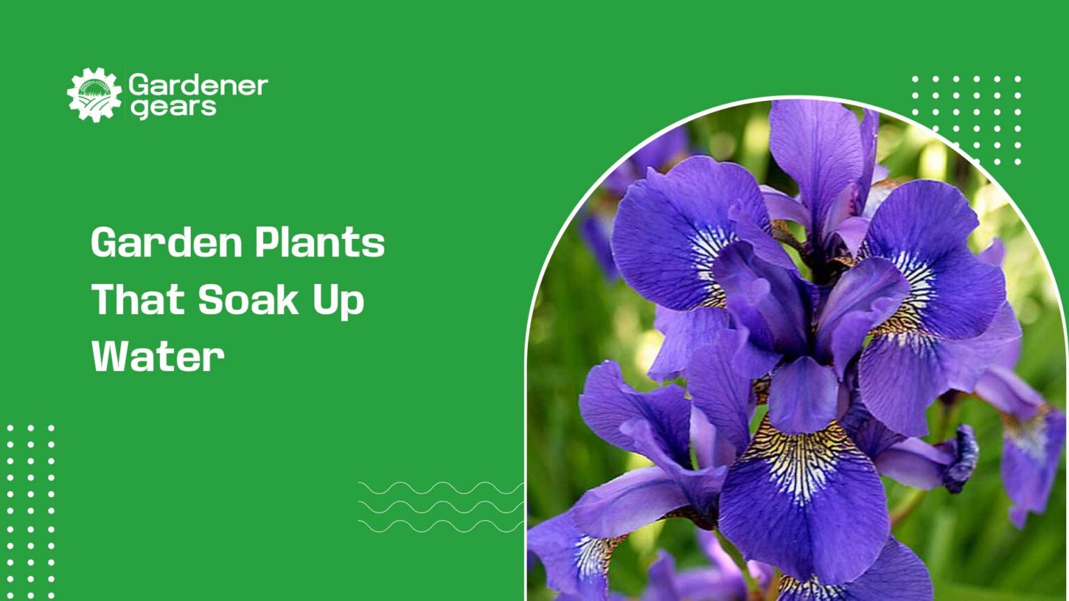 garden plants that soak up water