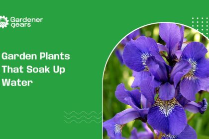 garden plants that soak up water