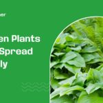 garden plants that spread quickly