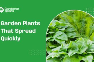 garden plants that spread quickly