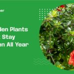 garden plants that stay green all year