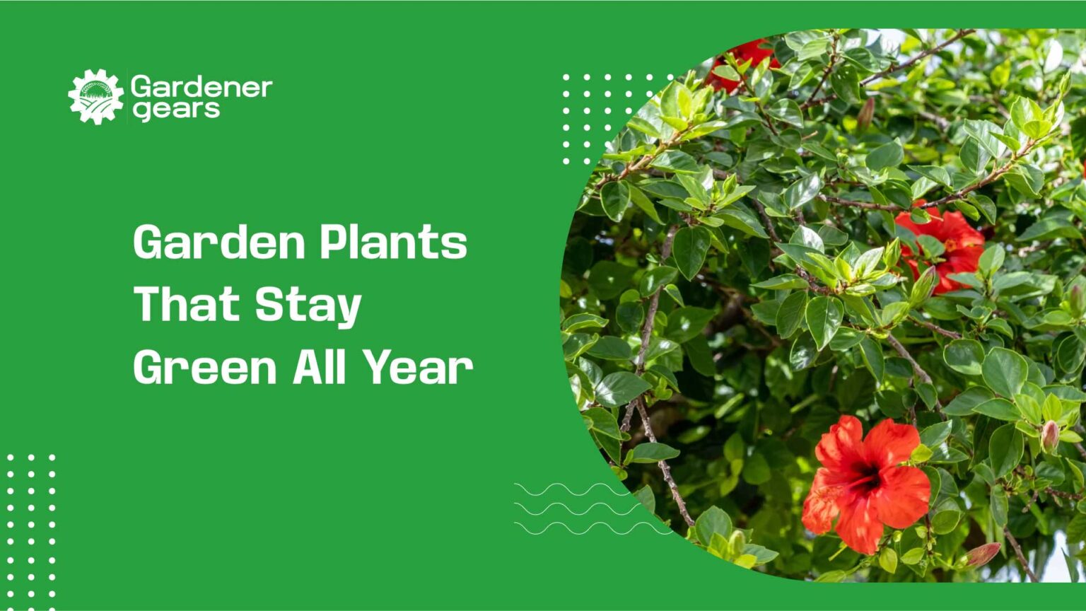 garden plants that stay green all year