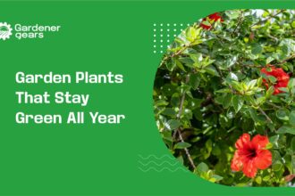 garden plants that stay green all year